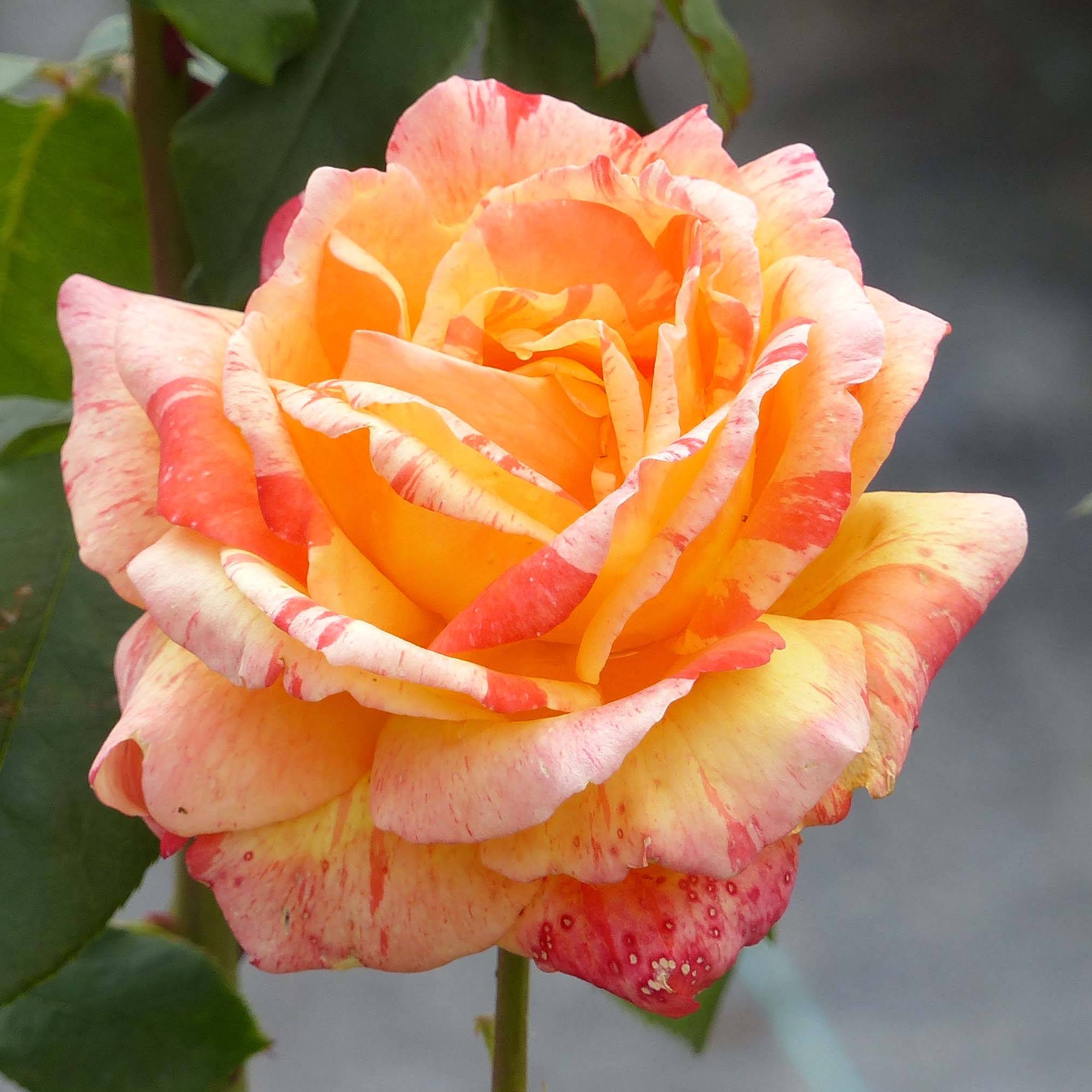 Rosier à grandes fleurs André Willemse Racines nues en motte