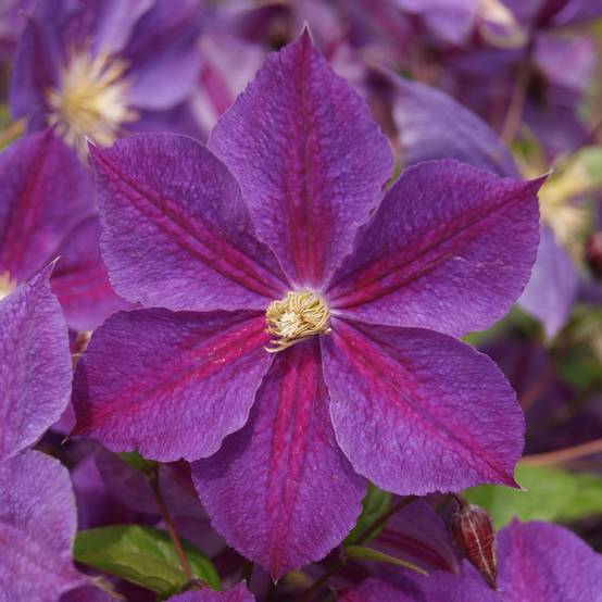 Clématite - Clematis Star of India Pot de 2L/3L
