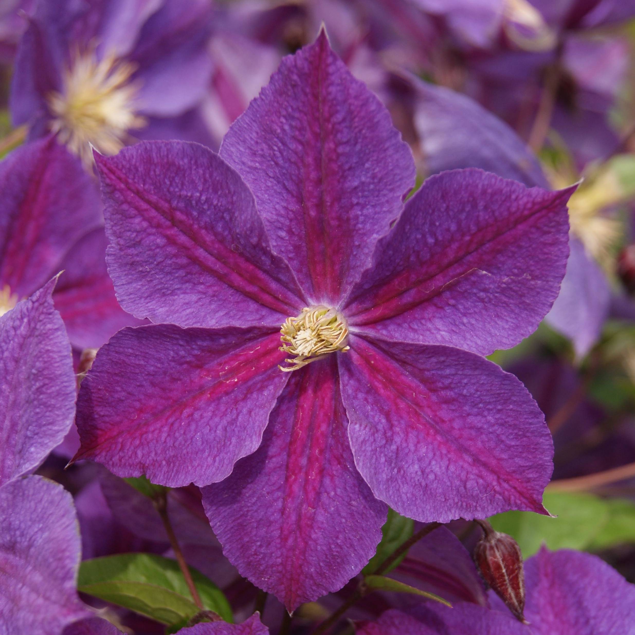 Clématite - Clematis Star of India Pot de 2L/3L