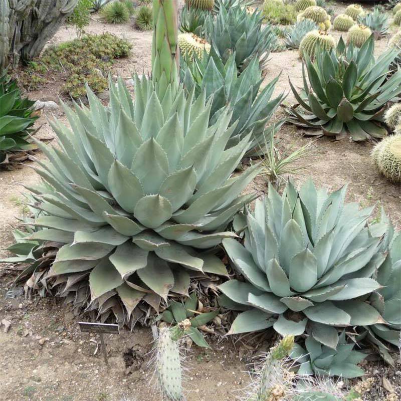 Promesse de Fleurs - Agave havardiana Pot de 7,5L/10L