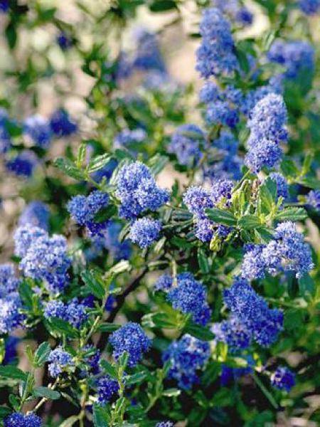 Promesse de Fleurs - Ceanothus Italian Skies - Lilas de Californie Pot de 2L/3L - Image 3