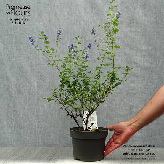 Promesse de Fleurs - Ceanothus Italian Skies - Lilas de Californie Pot de 2L/3L - Image 2