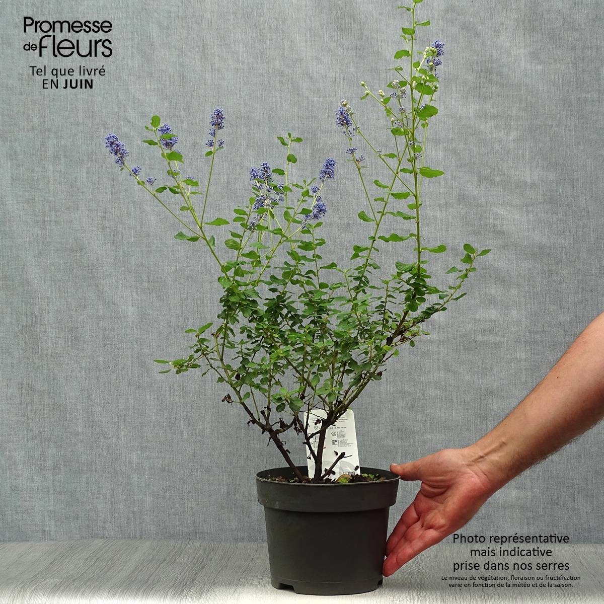 Promesse de Fleurs - Ceanothus Italian Skies - Lilas de Californie Pot de 2L/3L - Image 2