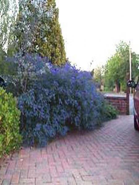 Promesse de Fleurs - Ceanothus Italian Skies - Lilas de Californie Pot de 2L/3L - Image 1