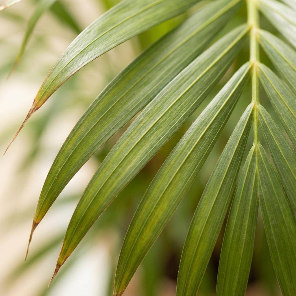 Dypsis Lutescens Areca - Pot de 21cm - Hauteur 90 - 100cm - Panier - Plantes d'intérieur - Image 3