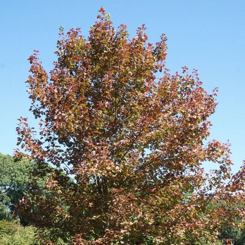 Érable freemanii Jeffersred, Acer - Pot de 7,5L - 80/100 cm - Image 2