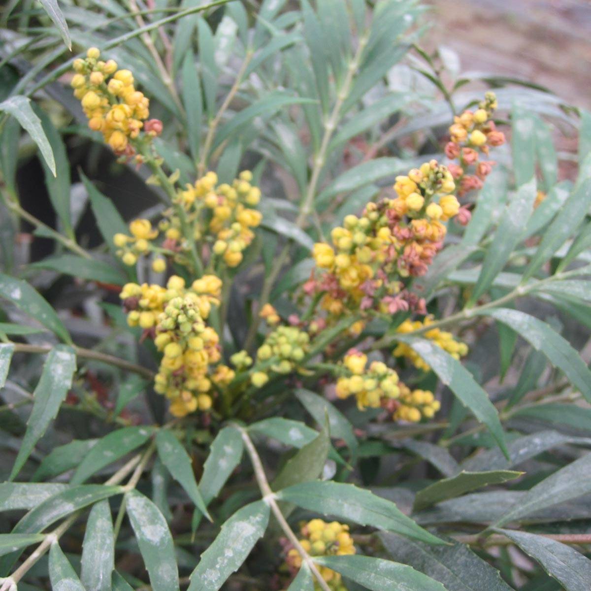 Promesse de Fleurs - Mahonia confusa Nara Hiri - Mahonia hybride  Pot de 2L/3L
