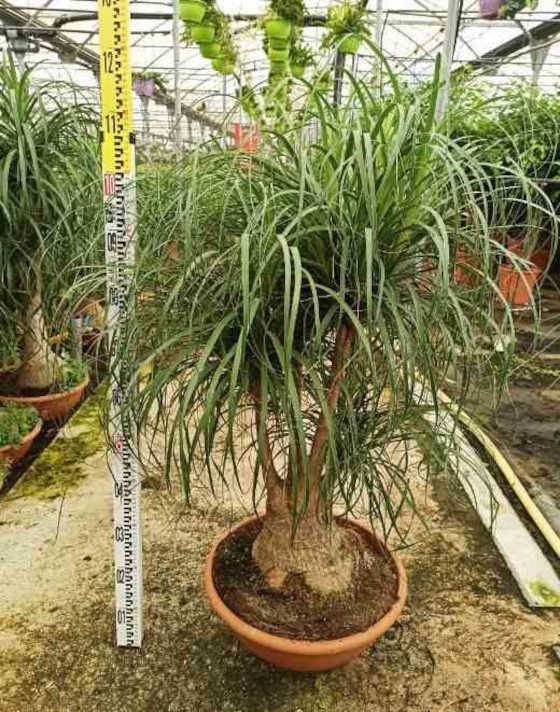 0 - Beaucarnea recurvata [syn. Nolina r.]  Pot de 180L 175/200cm - Image 1