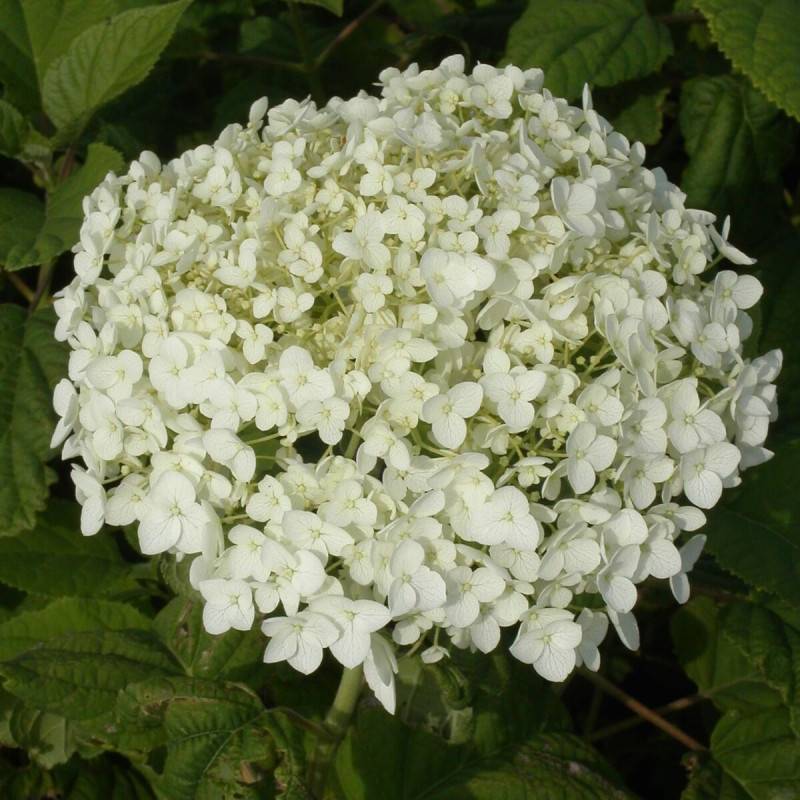 Hortensia de Virginie Annabelle, Hortensia arborescens à fleurs Blanche - feuillage Caduc - Pot de 7,5L - 60/80 cm-  hauteur à maturité De 1,00 m à 1, - Image 10