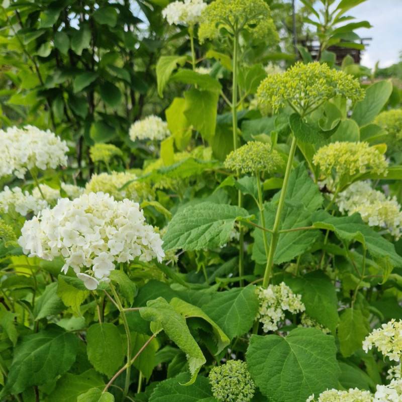 Hortensia de Virginie Annabelle, Hortensia arborescens à fleurs Blanche - feuillage Caduc - Pot de 7,5L - 60/80 cm-  hauteur à maturité De 1,00 m à 1, - Image 1