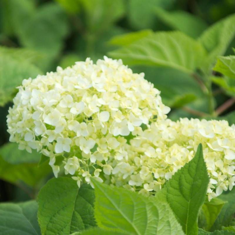 Hortensia de Virginie Annabelle, Hortensia arborescens à fleurs Blanche - feuillage Caduc - Pot de 7,5L - 60/80 cm-  hauteur à maturité De 1,00 m à 1, - Image 9
