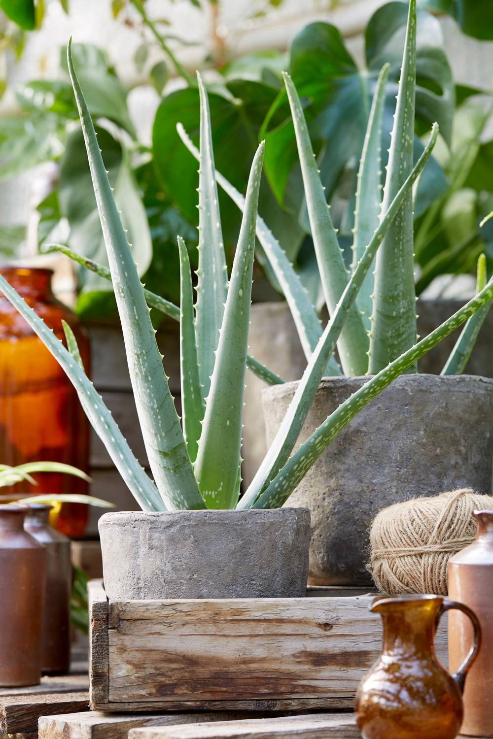 Gardenersdream - Aloe Vera Fraiche Vivante Apaisante Plante D’Intérieur En Pot 15-20 Cm - GardenersDream - Image 1