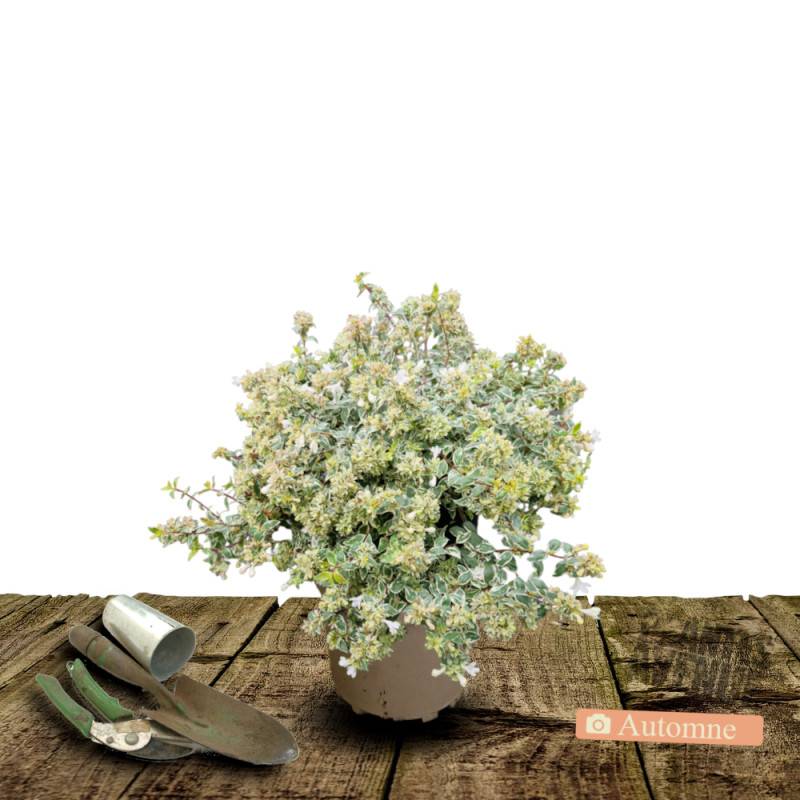 Abelia Sparkling Silver, Abélia panachée à fleurs Rose - feuillage Persistant - Pot de 3L - 20/40 cm-  hauteur à maturité De 1,50 m à 2,00 m - Image 2