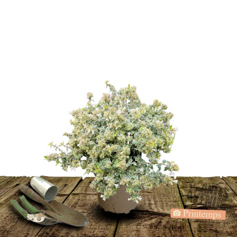 Abelia Sparkling Silver, Abélia panachée à fleurs Rose - feuillage Persistant - Pot de 3L - 20/40 cm-  hauteur à maturité De 1,50 m à 2,00 m - Image 5