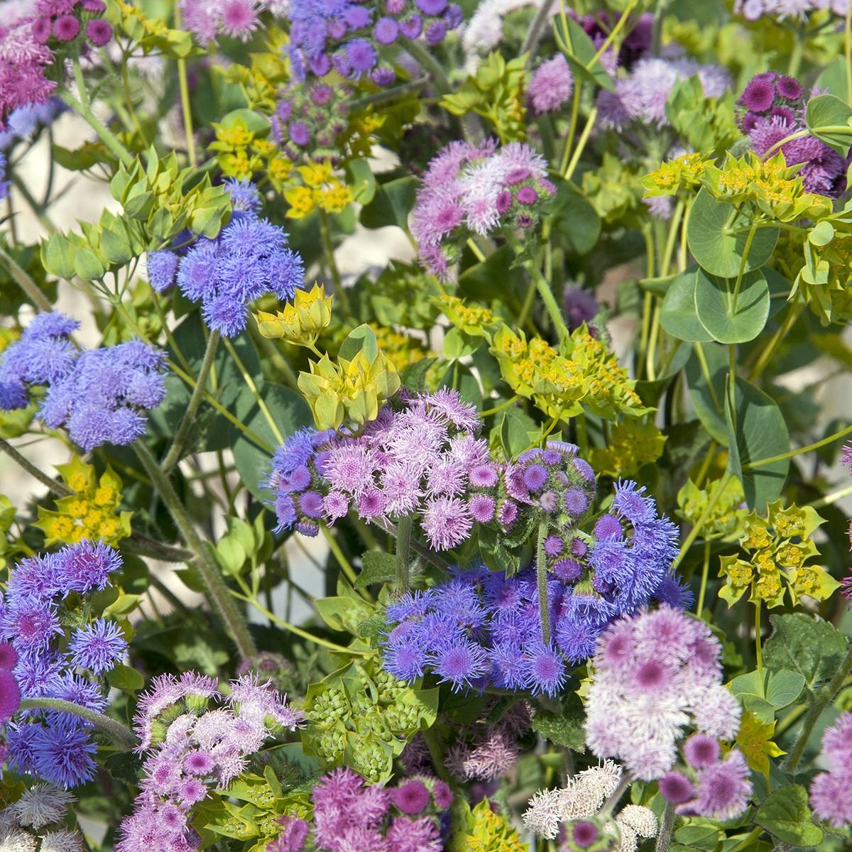 Graines d'Agératum du Mexique Timeless Mixed en mélange Sachet de 0.2g
