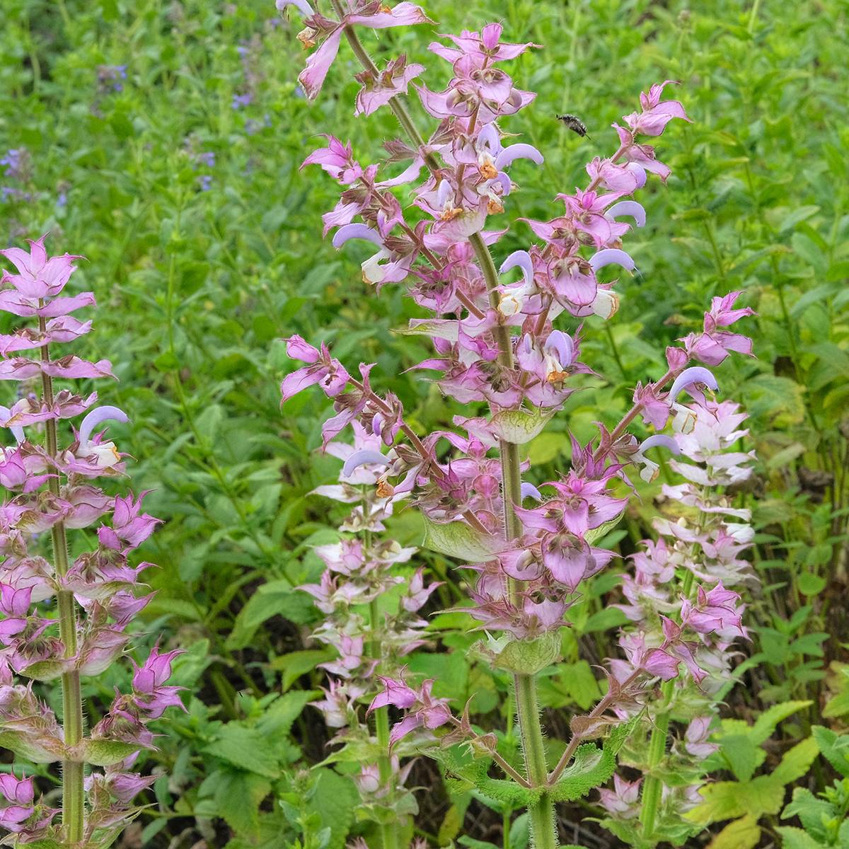 Graines de Salvia sclarea var. turkestanica - Sauge sclarée le sachet de 50 graines environ (0,2g)