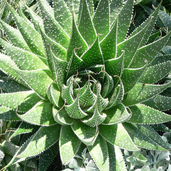 Aloe aristata - Aloe nain Mini-plante