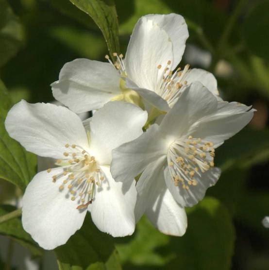 Philadelphus coronarius Godet de 8/9 cm - Image 1