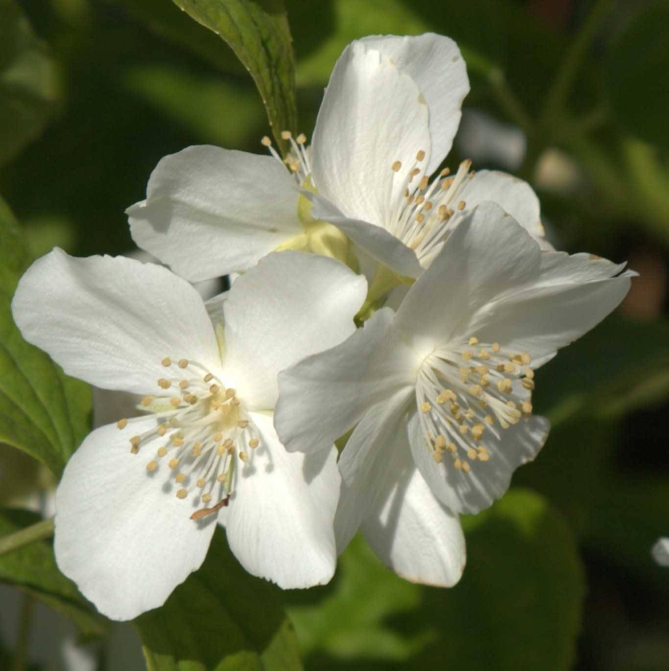 Philadelphus coronarius Godet de 8/9 cm - Image 1