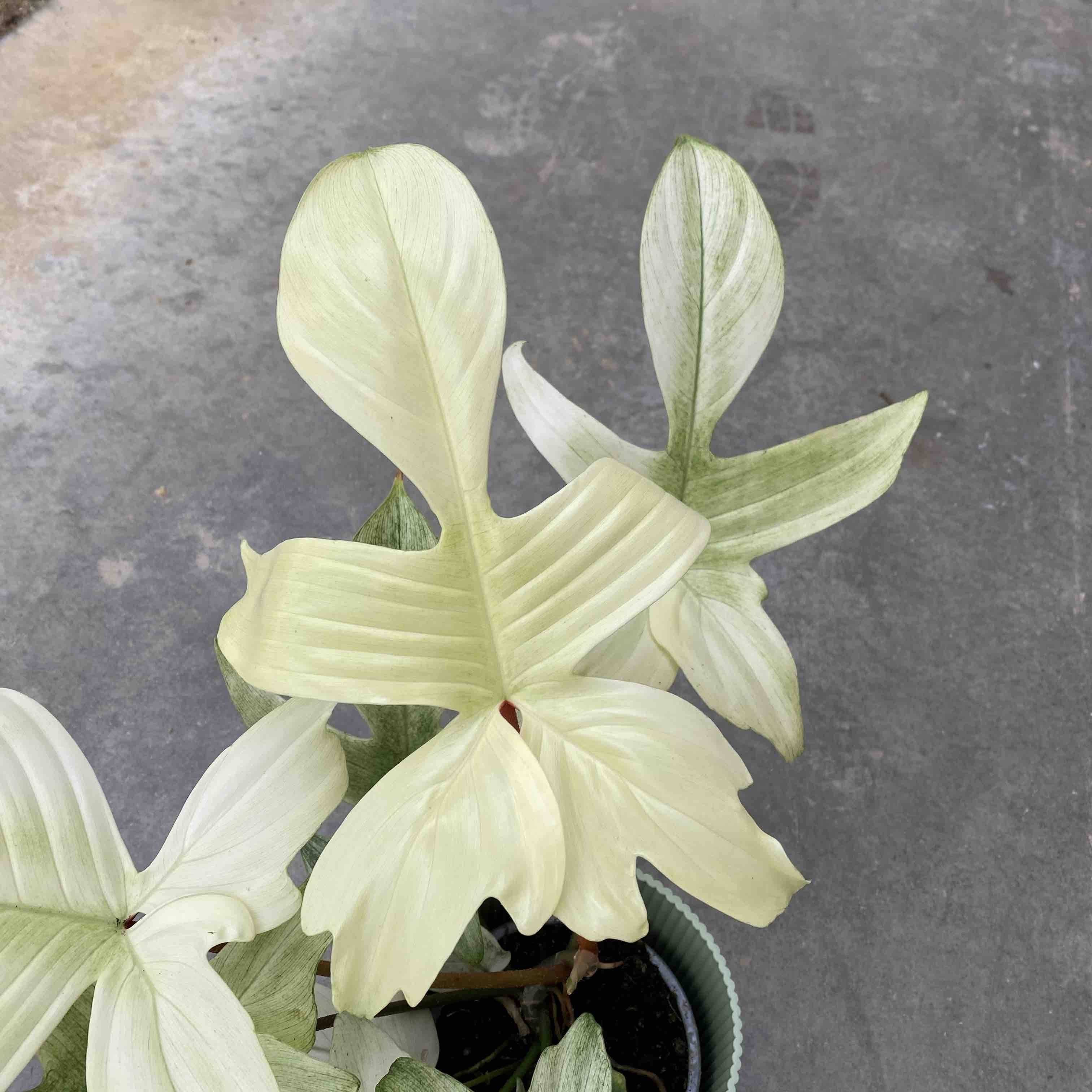 Philodendron Florida Ghost - Pot de 9cm - Plantes d'intérieur - Image 4