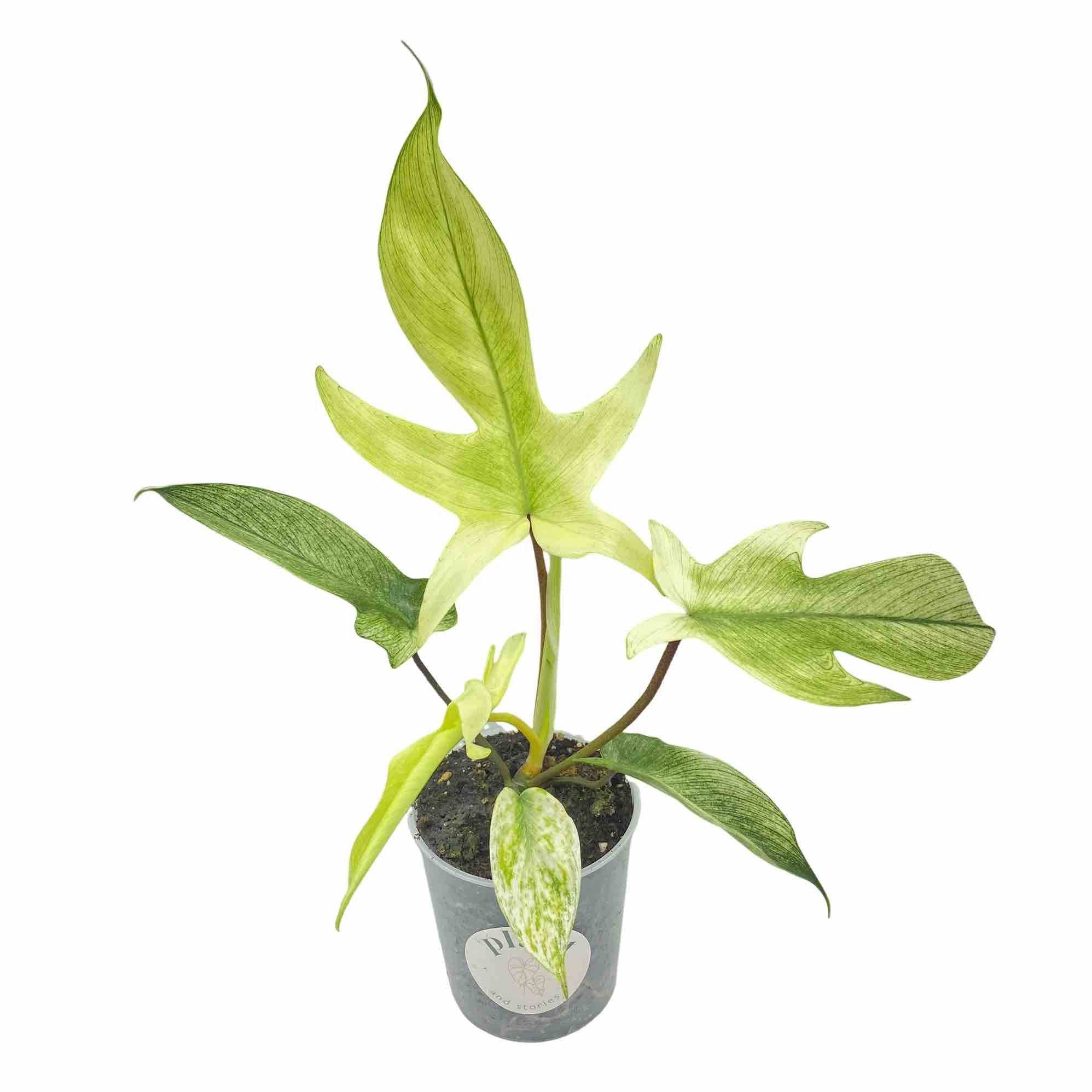 Philodendron Florida Ghost - Pot de 9cm - Plantes d'intérieur - Image 7