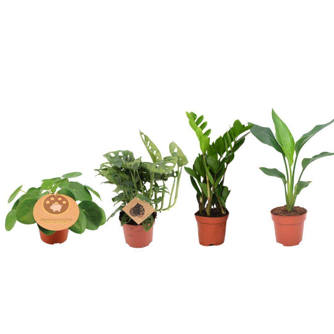 La Green Touch - Box - 4 plantes d'intérieur incontournables 40cm - Plante d'intérieur- La Green Touch - Image 1