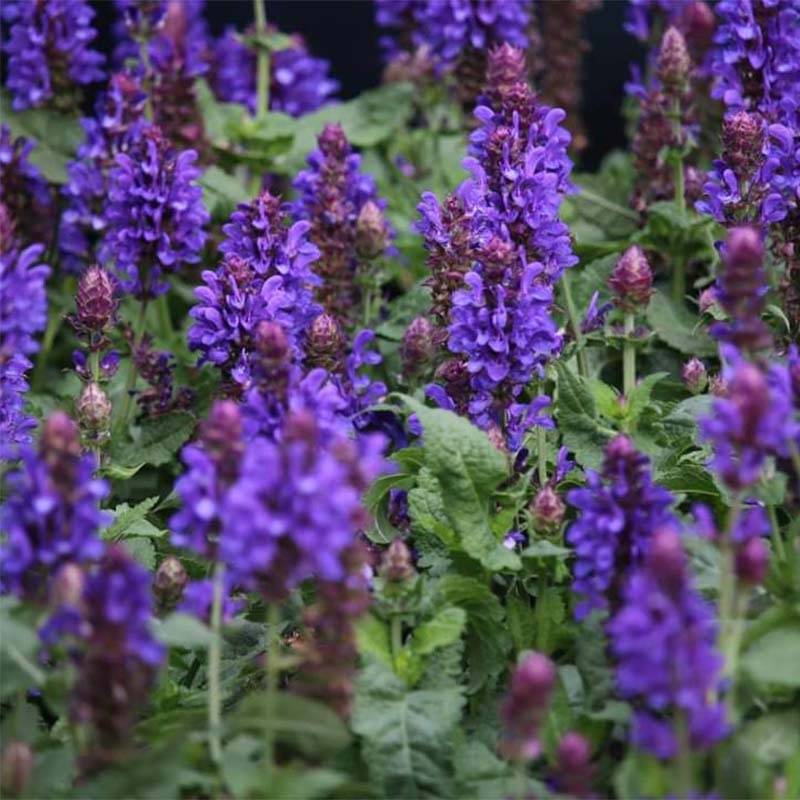 Salvia nemorosa Blue Marvel - Sauge des bois Pot de 2L/3L