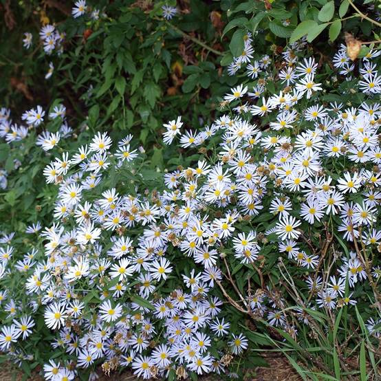 Boltonie, faux aster Latisquama - Boltonia astroides Godet de 8/9 cm