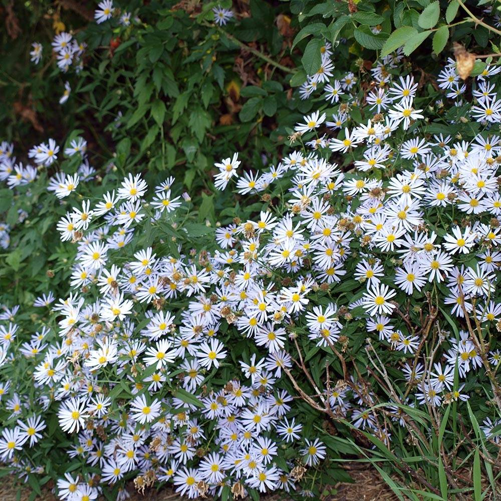 Boltonie, faux aster Latisquama - Boltonia astroides Godet de 8/9 cm