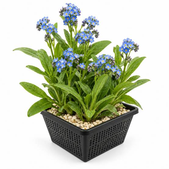 Myosotis des marais - Myosotis scorpioides - Image 1