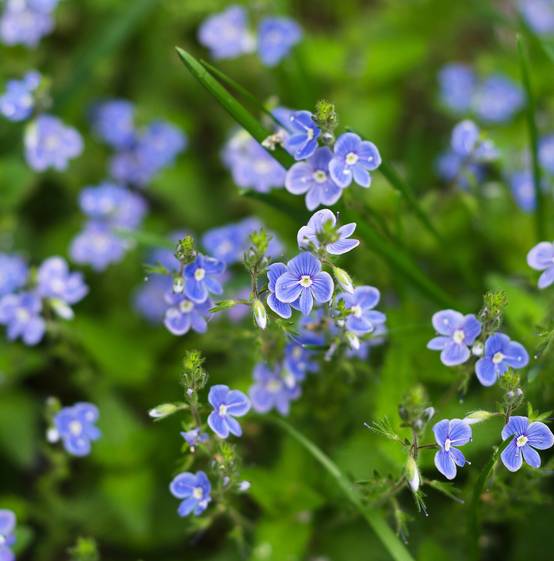 Myosotis des marais - Myosotis scorpioides - Image 3