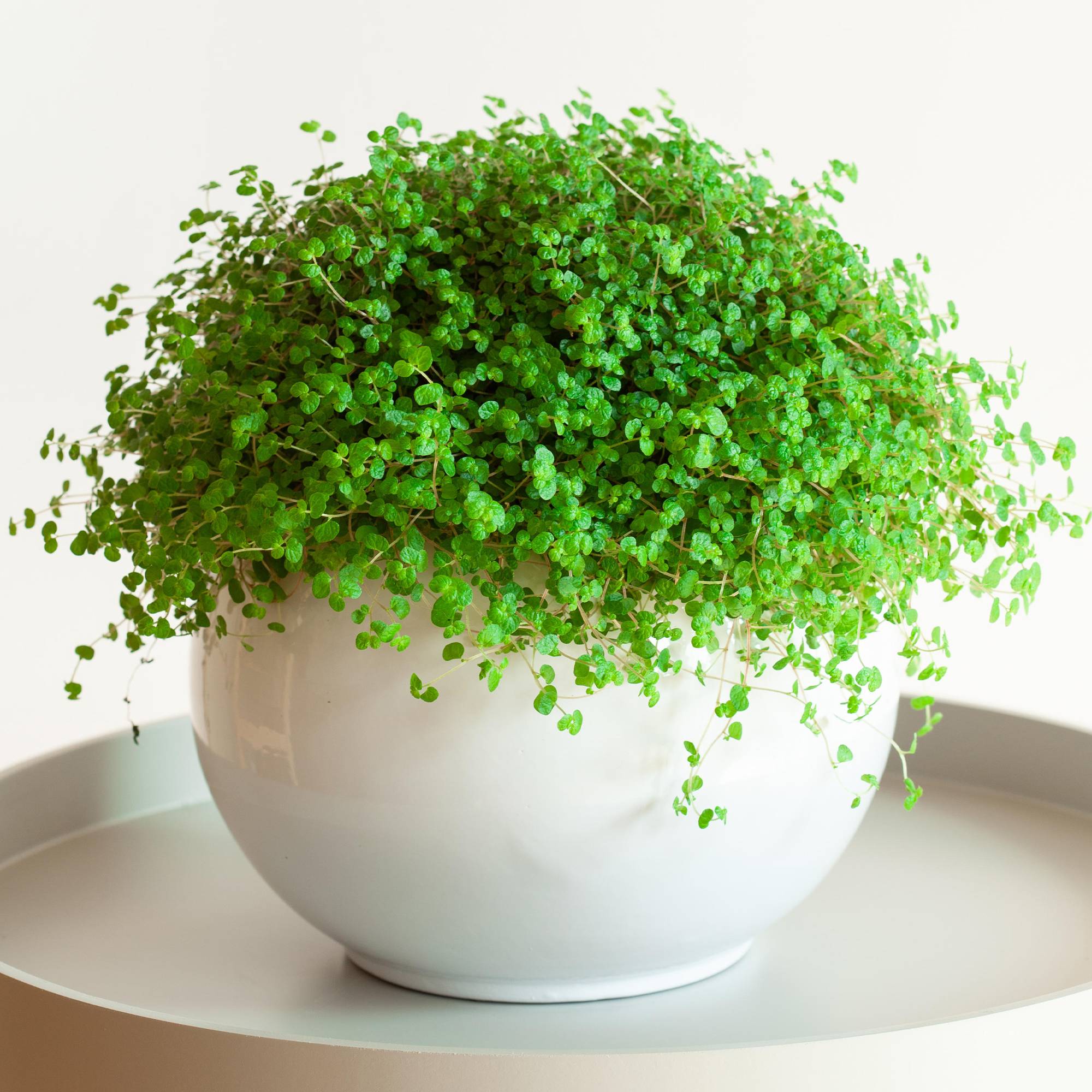 Gardenersdream - Soleirolia Helxine Vert - Hélixine | Superbe Plante D'Intérieur En Pot De 10 À 20 Cm - GardenersDream