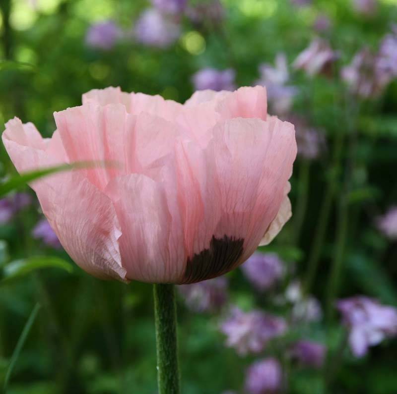 Promesse de Fleurs - Pavot d'Orient Princess Victoria Louise - Papaver orientale Godet de 7/8 cm - Image 2