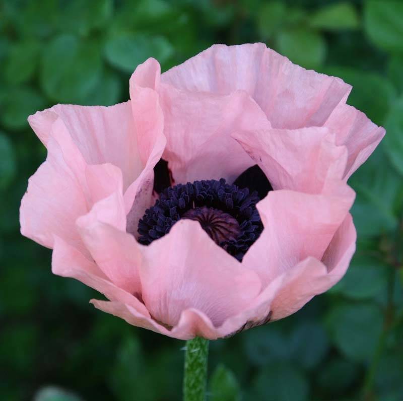 Promesse de Fleurs - Pavot d'Orient Princess Victoria Louise - Papaver orientale Godet de 7/8 cm - Image 1