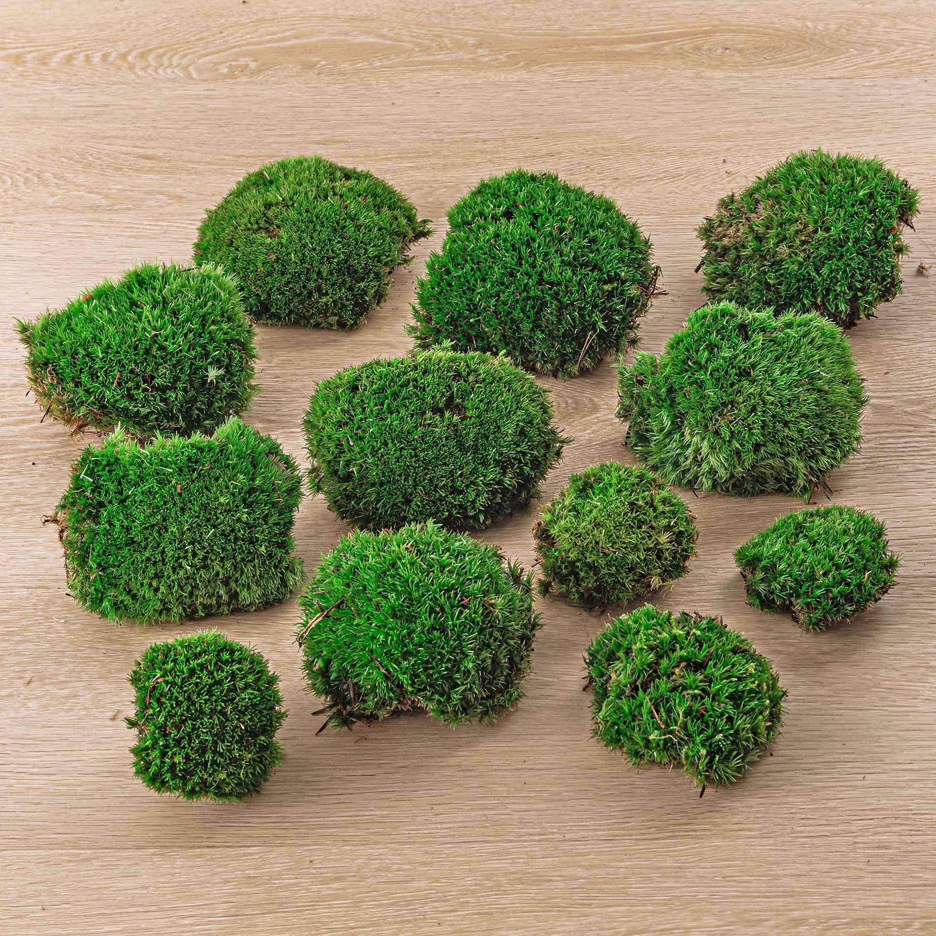 PANGIVO - Mousse boule naturelle verte 12 pièces - PANGIVO