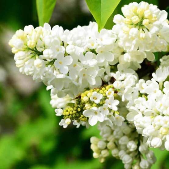 Lilas Commun 'Madame Lemoine' (Syringa Vulgaris) - Godet 9cm - Pépinières Naudet - Image 1
