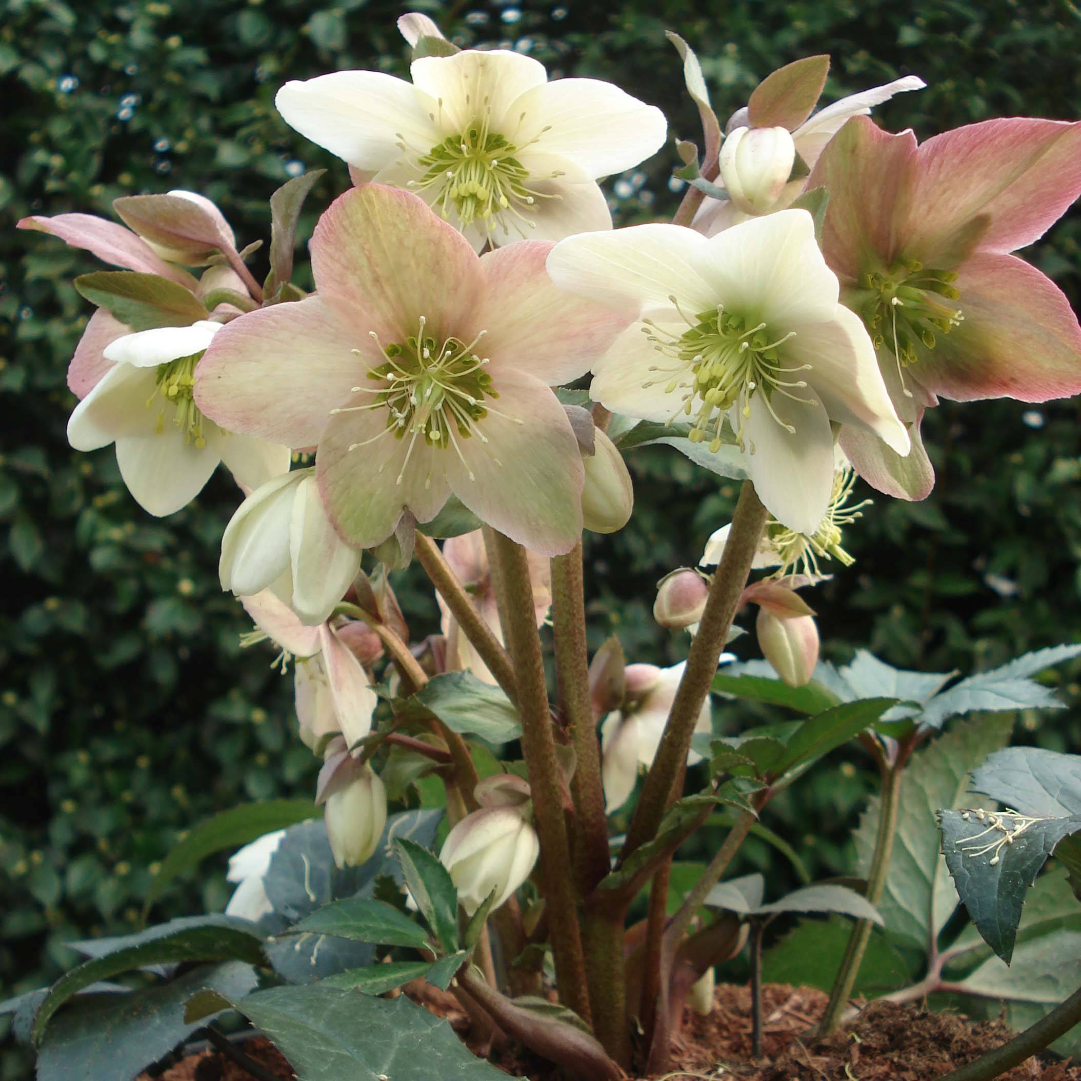 Promesse de Fleurs - Hellébore nigercors Emma Pot de 2L/3L