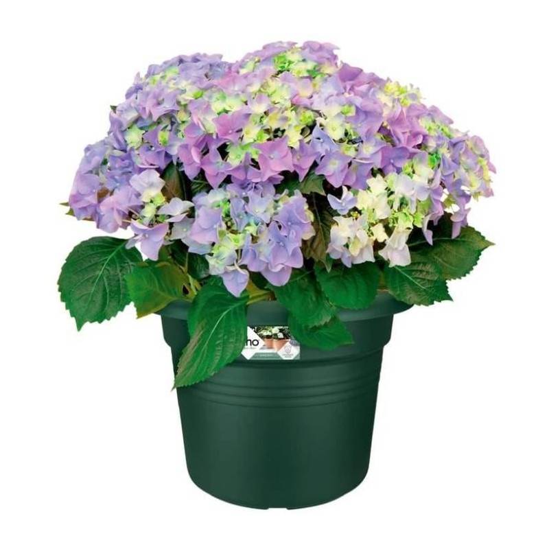 Elho - Pot De Fleurs Rond Green Basics - Plastique - ø40 - Leaf Green - Image 3
