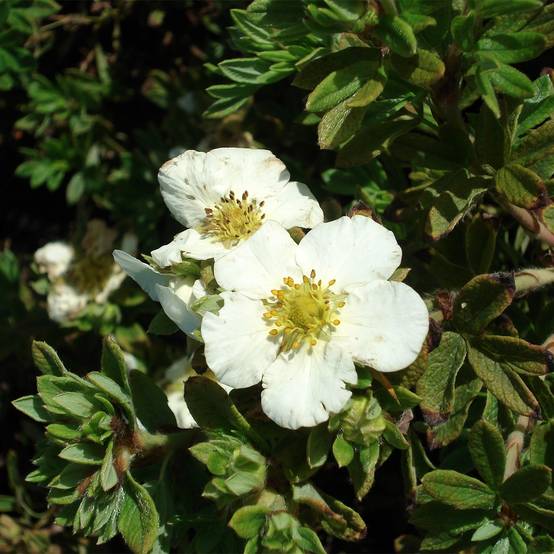 Potentilla fruticosa Tilford Cream- Potentille arbustive Pot de 2L/3L - Image 1