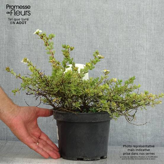 Potentilla fruticosa Tilford Cream- Potentille arbustive Pot de 2L/3L - Image 2