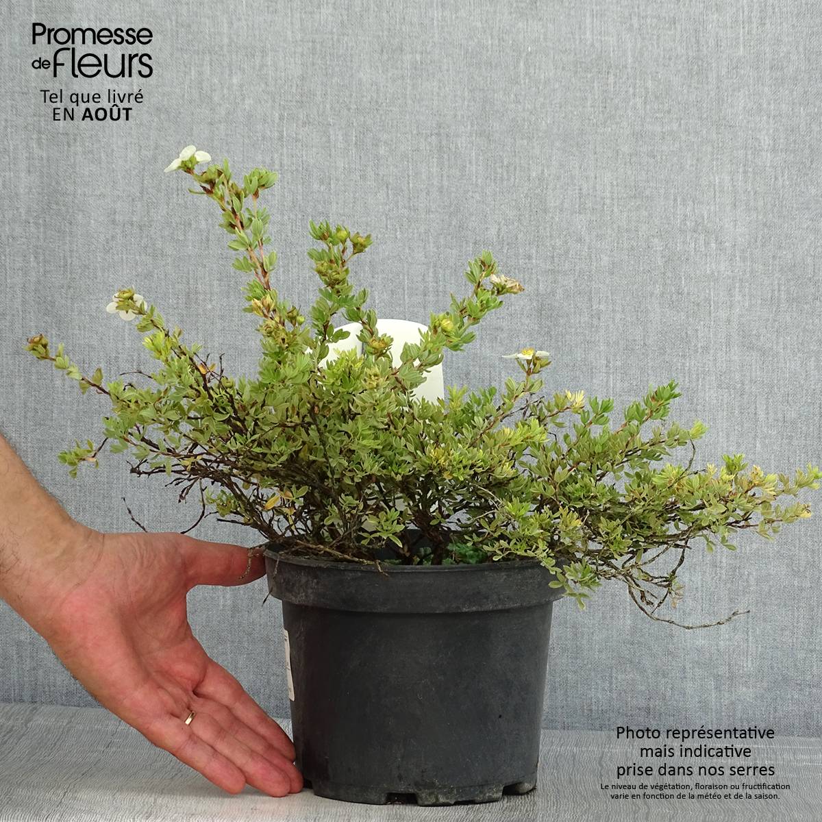 Potentilla fruticosa Tilford Cream- Potentille arbustive Pot de 2L/3L - Image 2