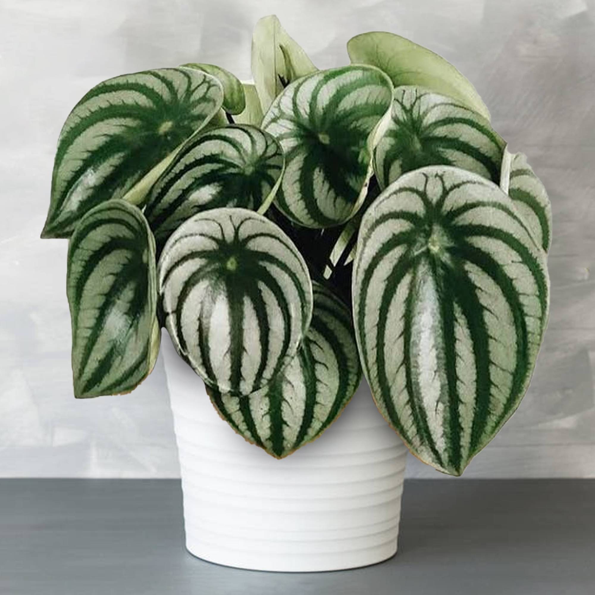 Pépéromia Lilian - Belle Plante D'Intérieur Compacte (15-25 Cm) Pot Inclus