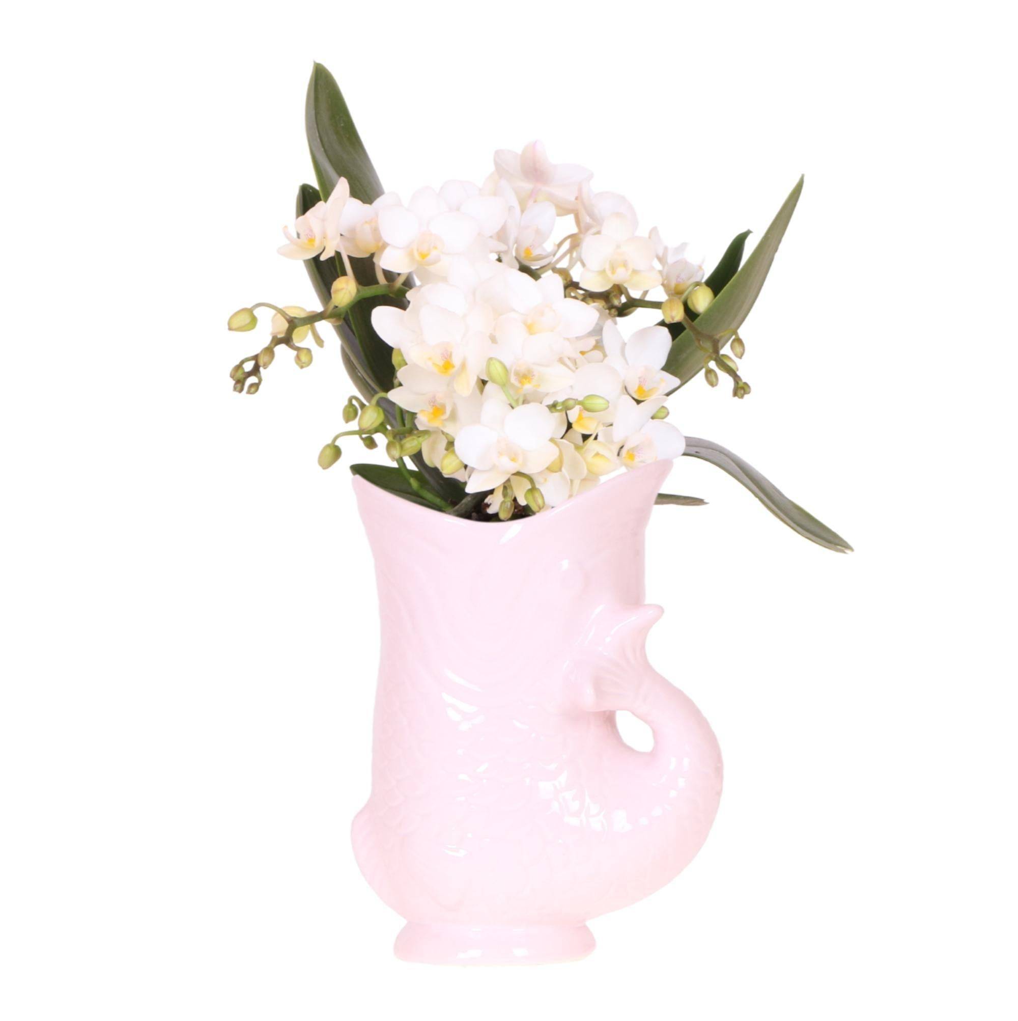 Kolibri Orchids Orchidée Blanche Nazaré + Pot à Poisson Rose - D9 - Image 1