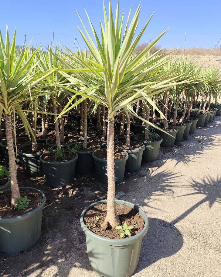 Sans Marque - Yucca Elephantipes 'Jewel' (Yucca pied d'éléphant) Couleur floraison:Blanc - Taille:Marmite 130L - 150/175cm - Image 4