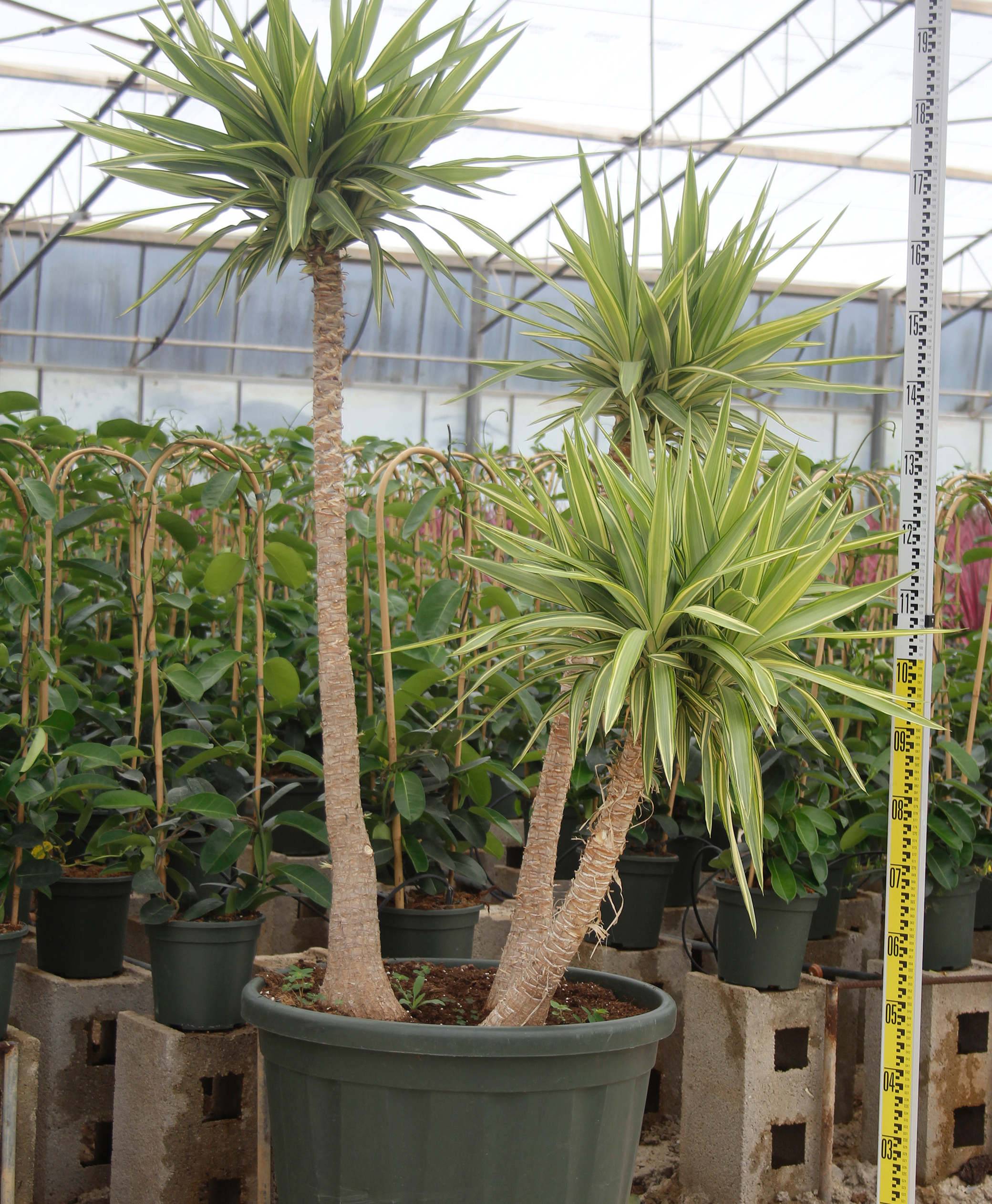 Sans Marque - Yucca Elephantipes 'Jewel' (Yucca pied d'éléphant) Couleur floraison:Blanc - Taille:Marmite 130L - 150/175cm - Image 5