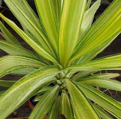 Sans Marque - Yucca Elephantipes 'Jewel' (Yucca pied d'éléphant) Couleur floraison:Blanc - Taille:Marmite 130L - 150/175cm - Image 1