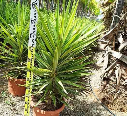 Sans Marque - Yucca Elephantipes 'Jewel' (Yucca pied d'éléphant) Couleur floraison:Blanc - Taille:Marmite 130L - 150/175cm - Image 2