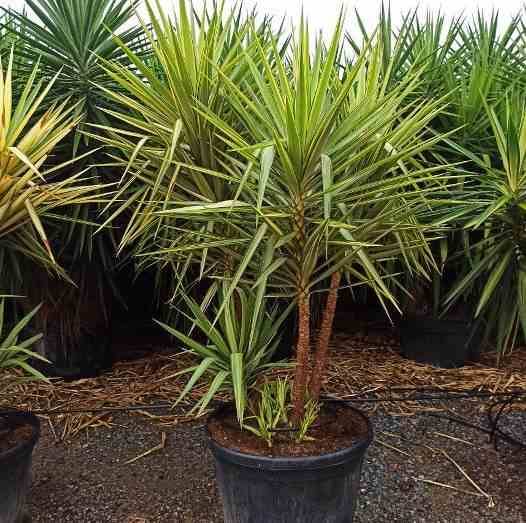 Sans Marque - Yucca Elephantipes 'Jewel' (Yucca pied d'éléphant) Couleur floraison:Blanc - Taille:Marmite 130L - 150/175cm - Image 3