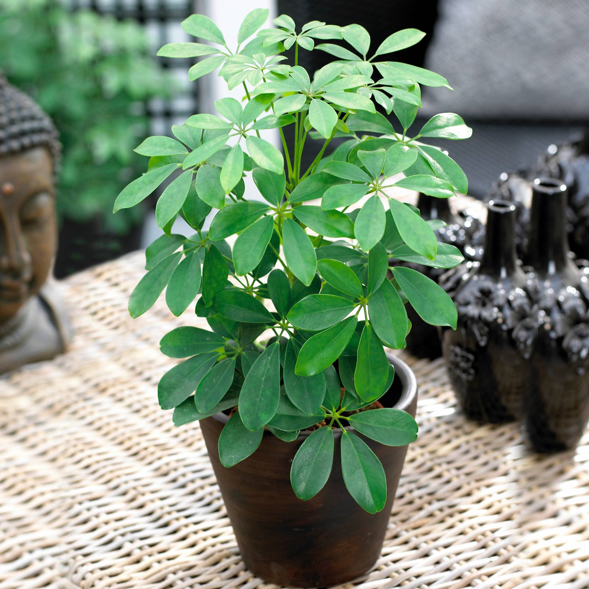 Gardenersdream - Schefflera Nora | Plante D'Intérieur Populaire En Pot Pour Parapluie Nain | 40-50Cm (Pot Inclus) - GardenersDream - Image 1