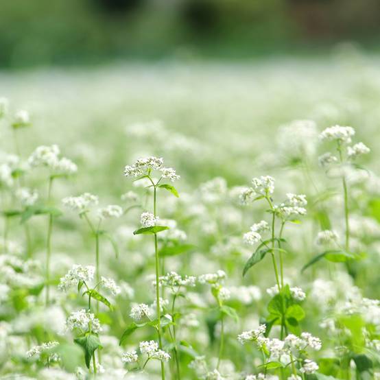 Promesse de Fleurs - Sarrasin BIO - Engrais vert le sachet de 750 graines environ (25g)